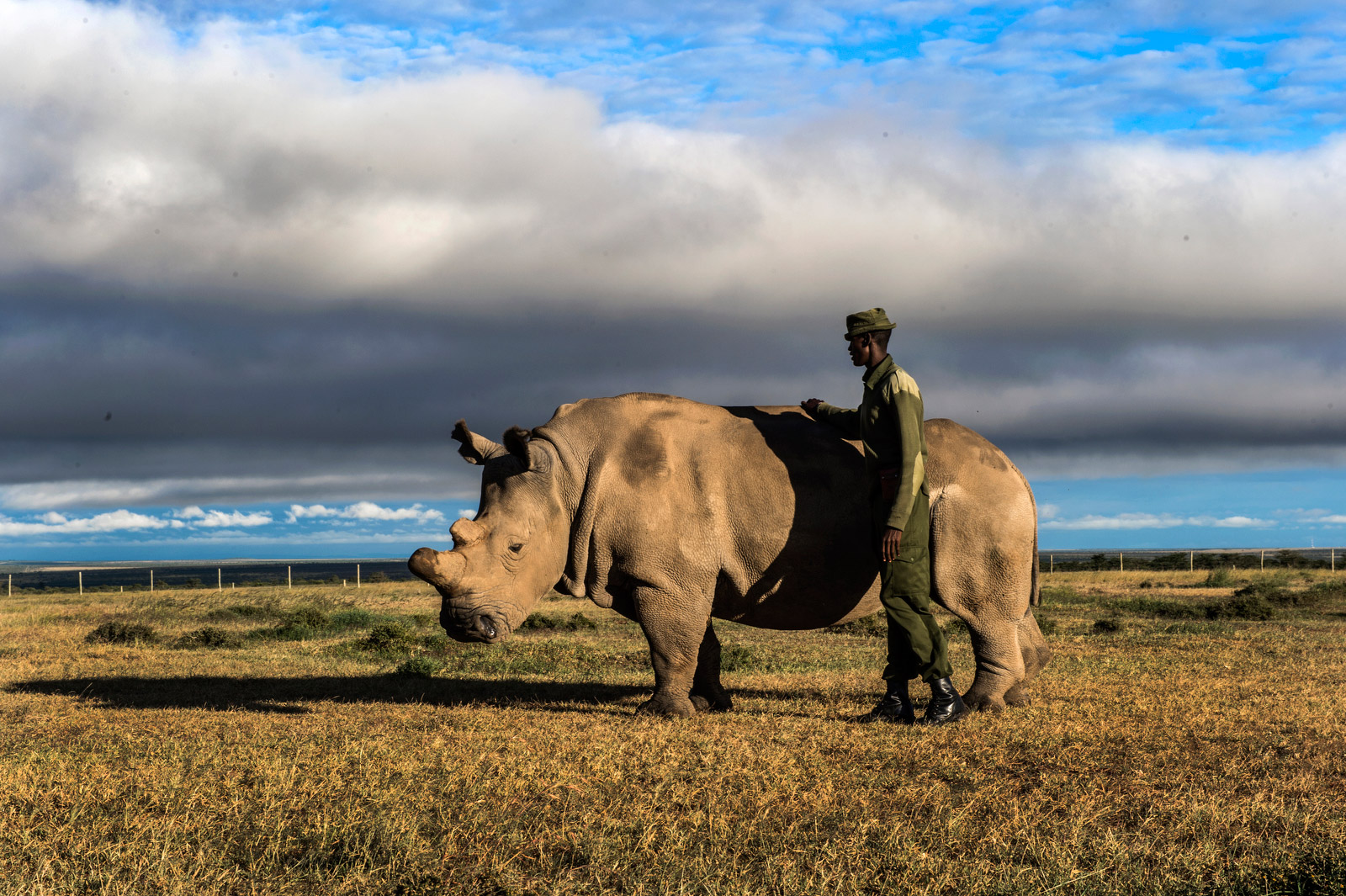 Sudan, the last surviving male northern white rhinoceros, with his caretaker at Ol Pejeta Conservancy
